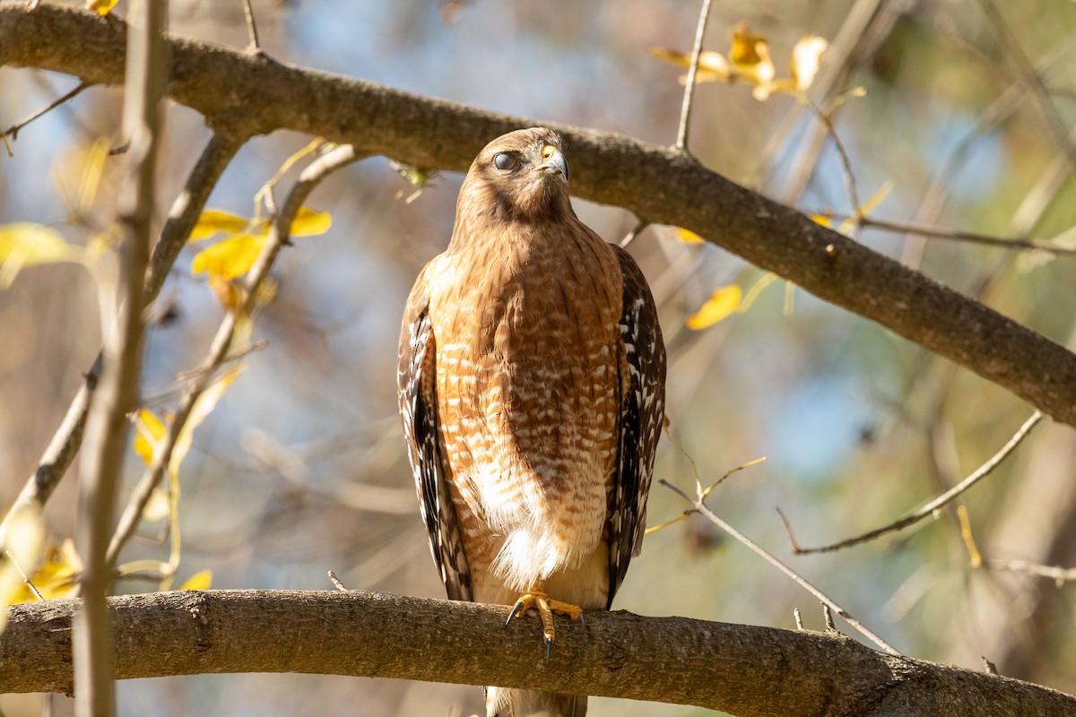 Red-shouldered Hawk - ML612344082