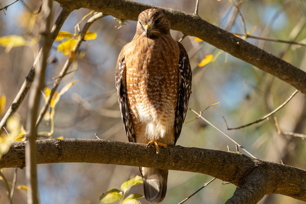 Red-shouldered Hawk - ML612344083