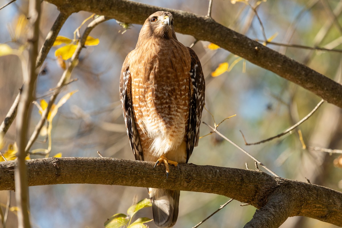 Red-shouldered Hawk - ML612344084