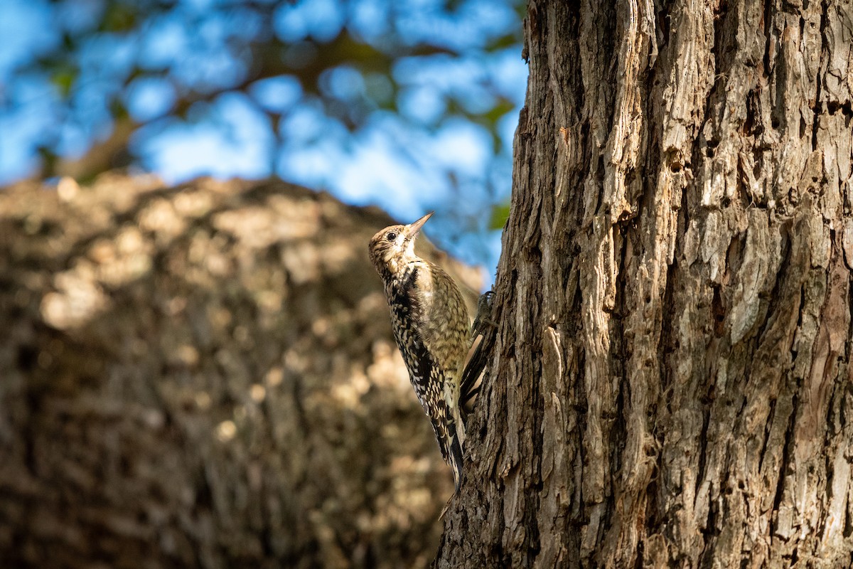 Yellow-bellied Sapsucker - ML612344098