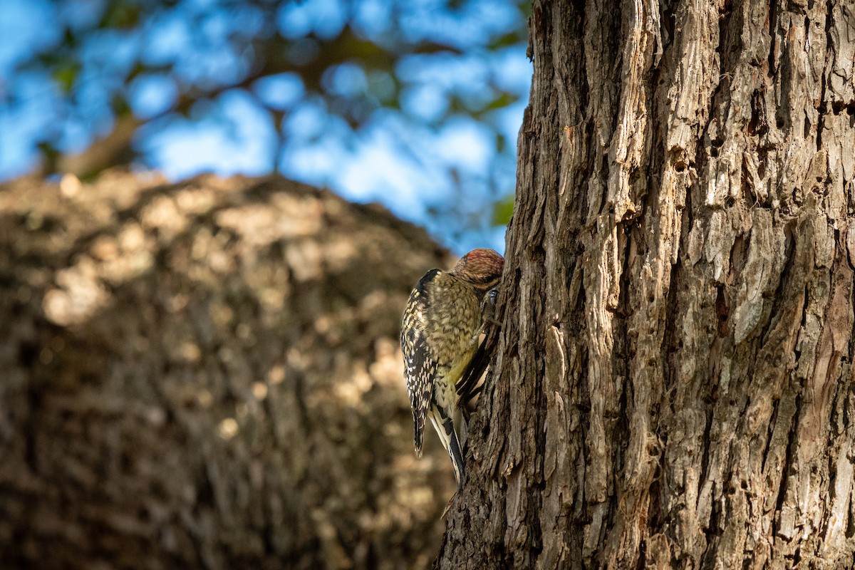 Yellow-bellied Sapsucker - ML612344101