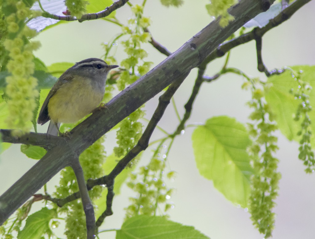 Ashy-throated Warbler - ML612344108