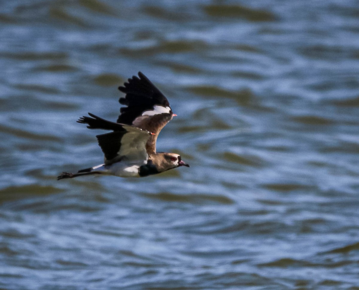 Southern Lapwing - ML612344289