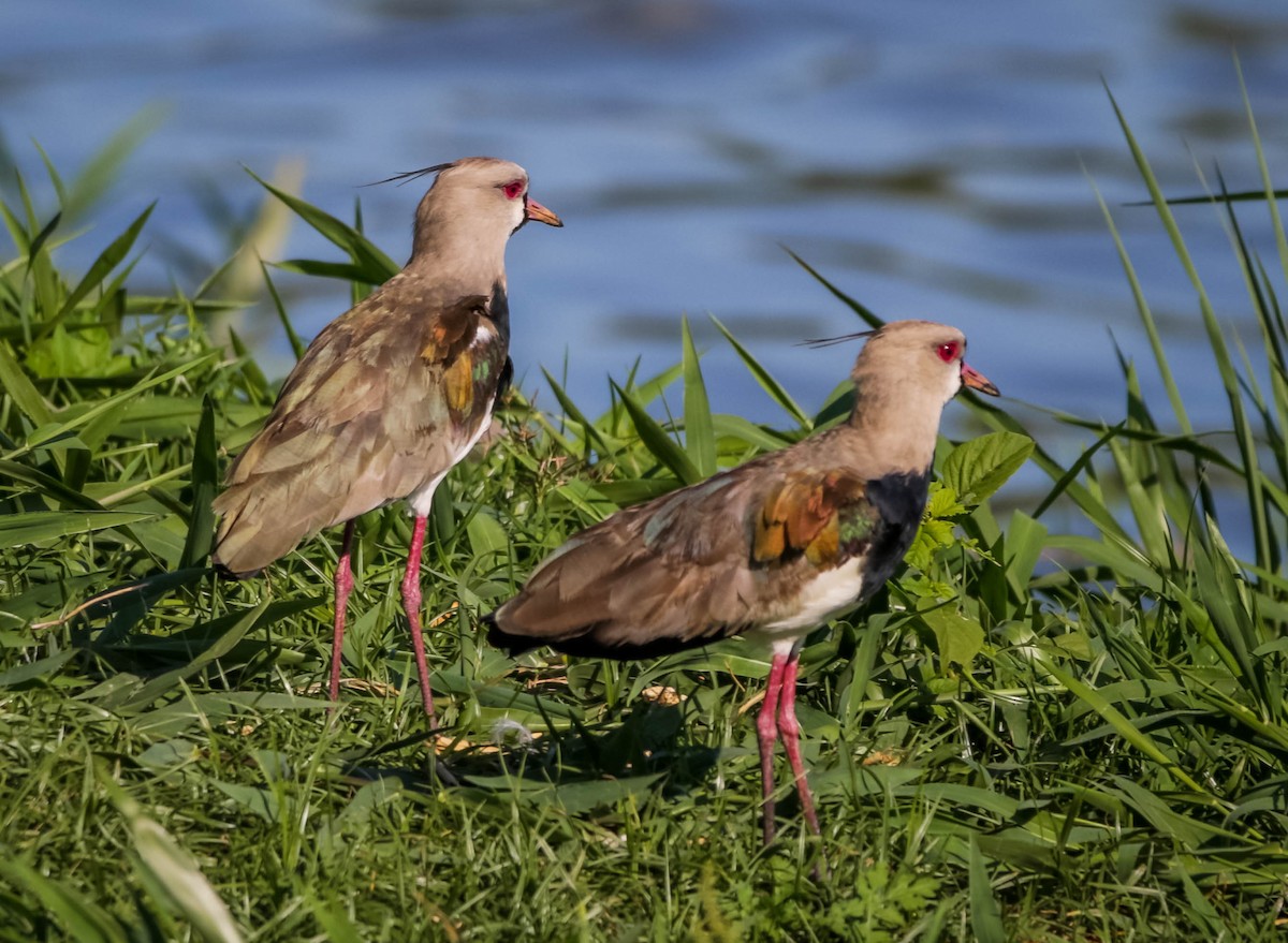 Southern Lapwing - José Silvestre Vieira