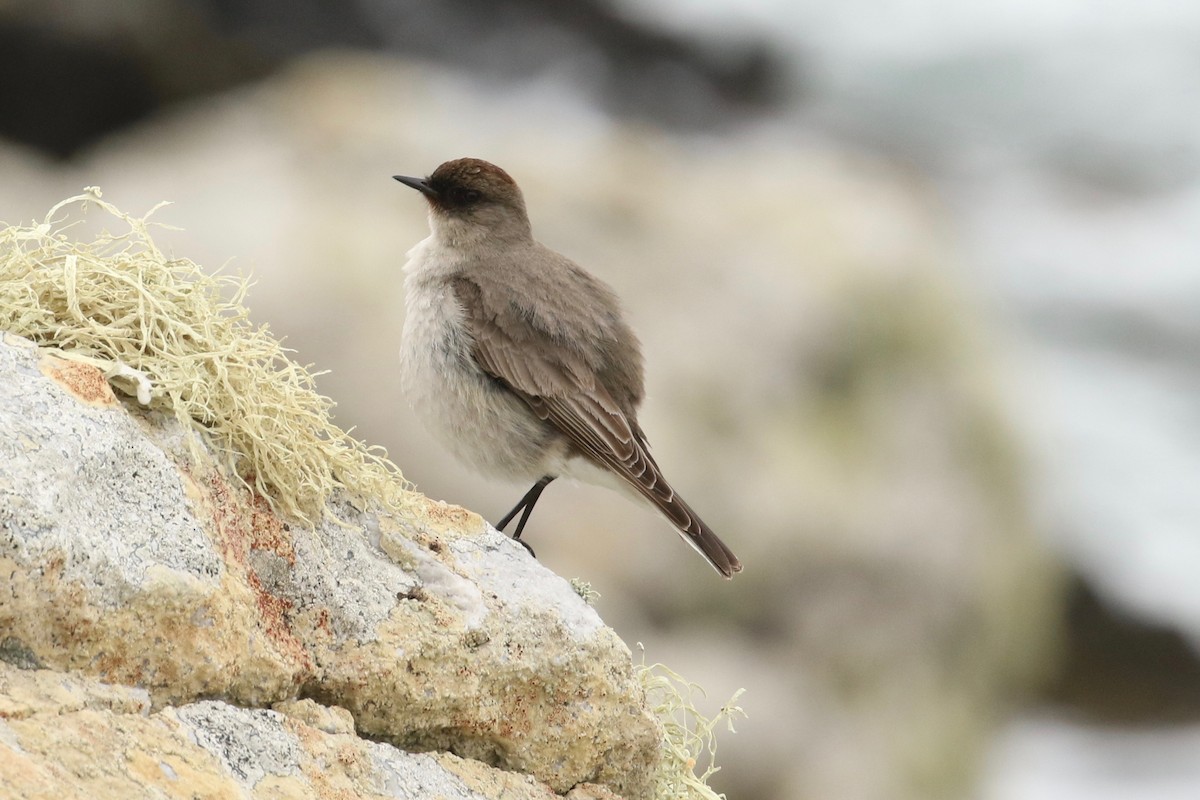 Dark-faced Ground-Tyrant (maclovianus) - ML612344309