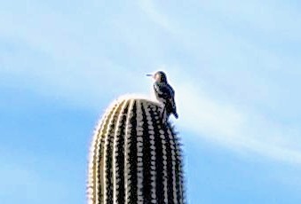 Gila Woodpecker - ML612344423