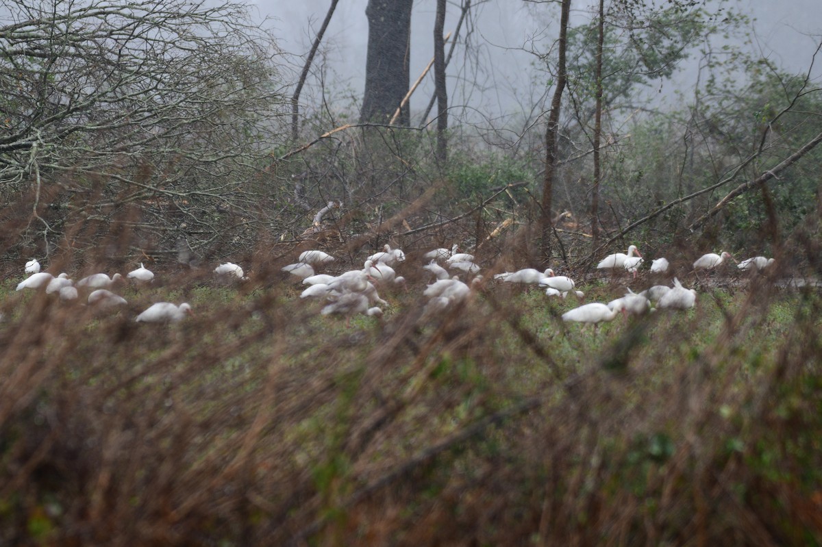 White Ibis - ML612344424