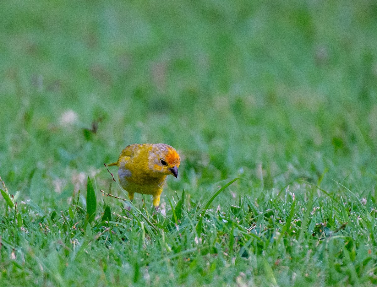 Saffron Finch - ML612344450