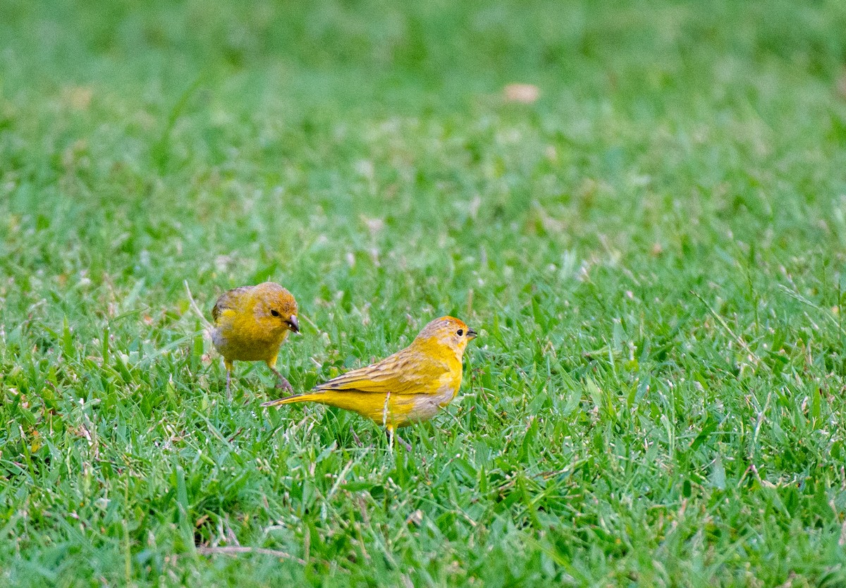 Saffron Finch - ML612344453