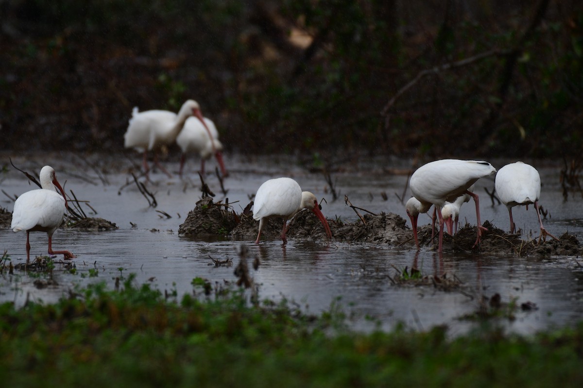 White Ibis - ML612344460