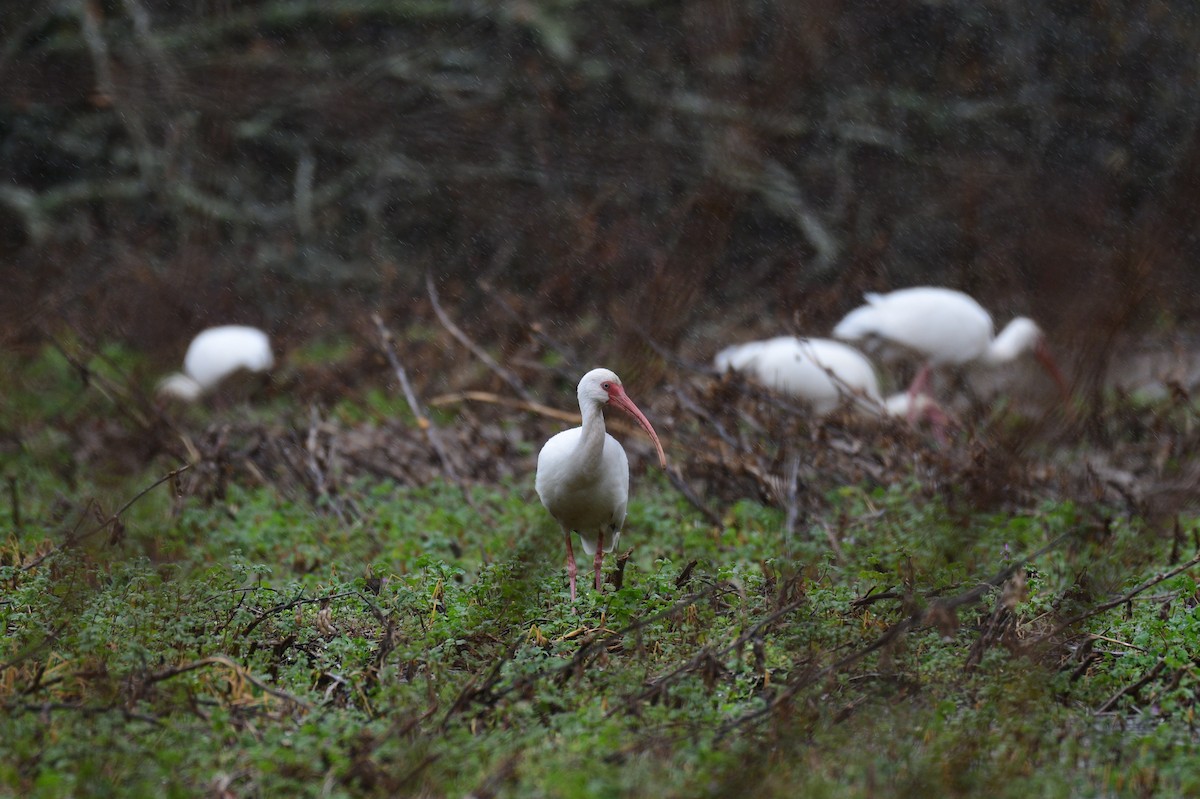 White Ibis - ML612344487