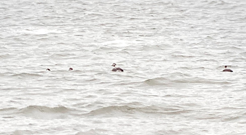 Long-tailed Duck - ML612344537