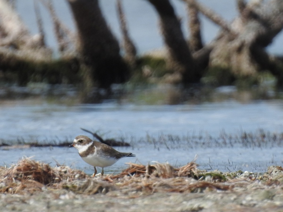 Semipalmated Plover - ML612344597