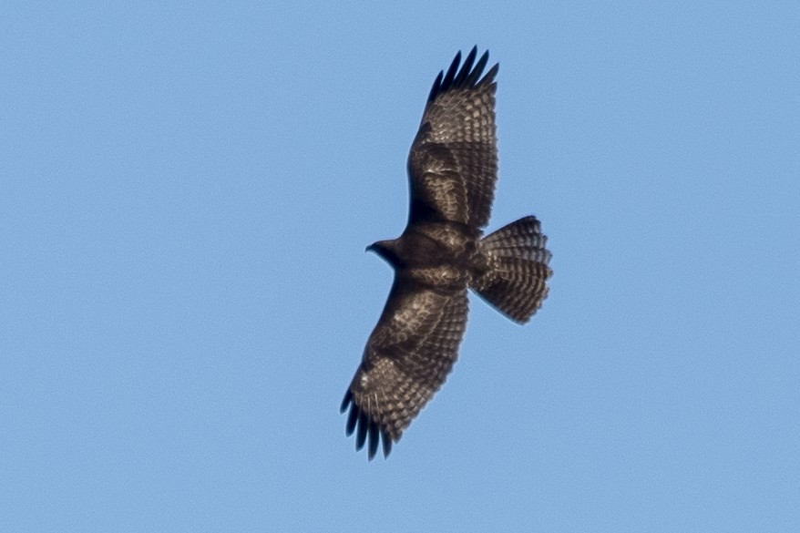 Red-tailed Hawk - ML612344621