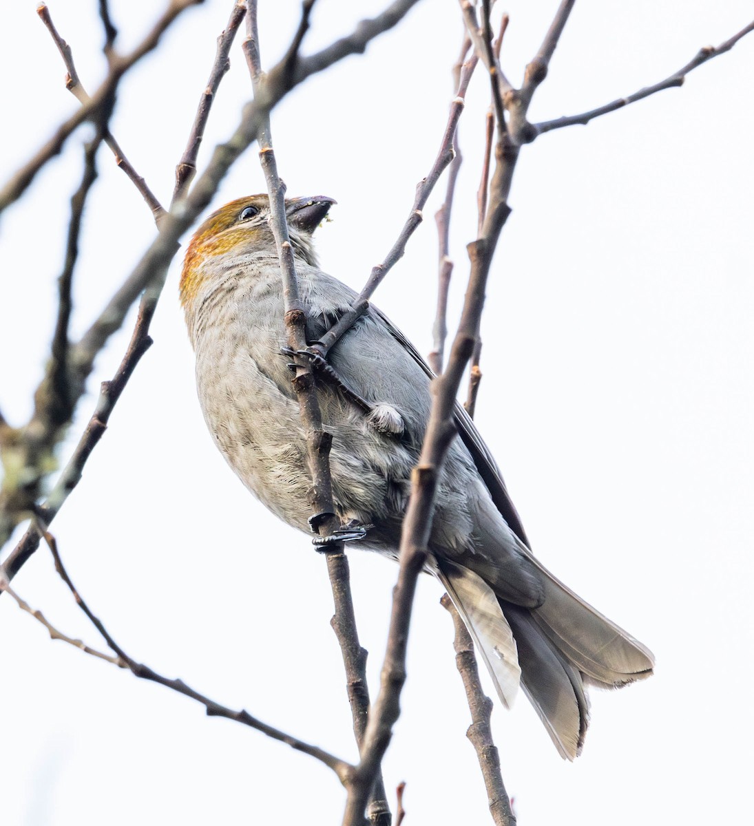 Pine Grosbeak - ML612344622