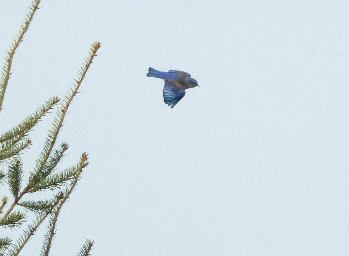 Western Bluebird - ML612344626