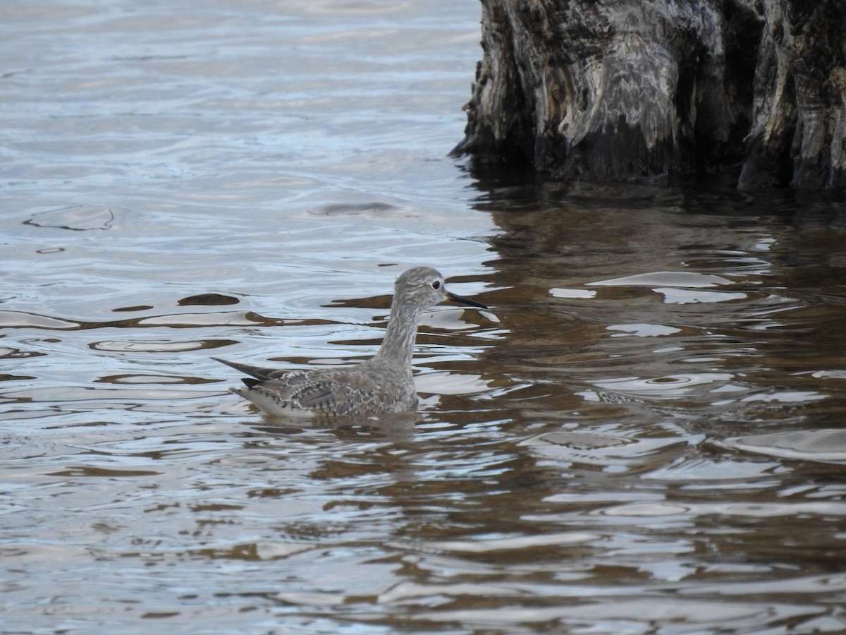 Lesser Yellowlegs - ML612344649