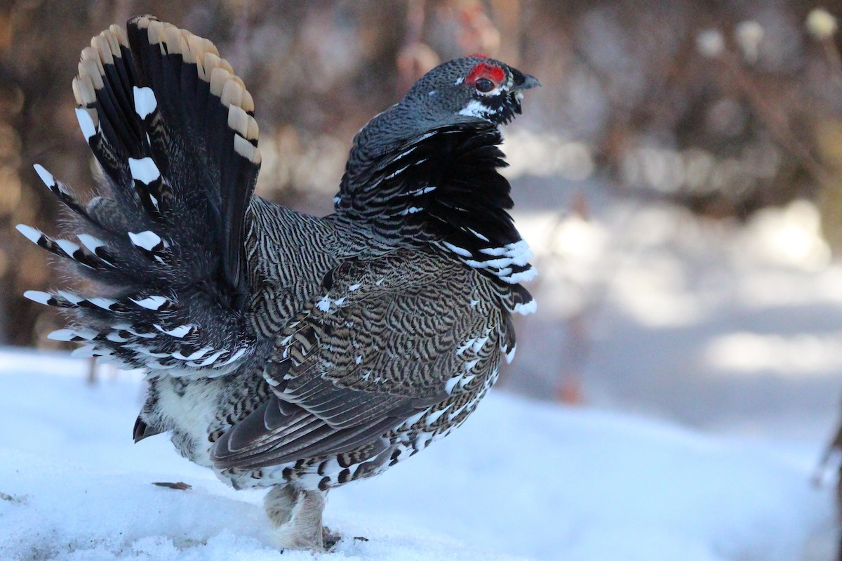 Spruce Grouse - Josh Dewitt