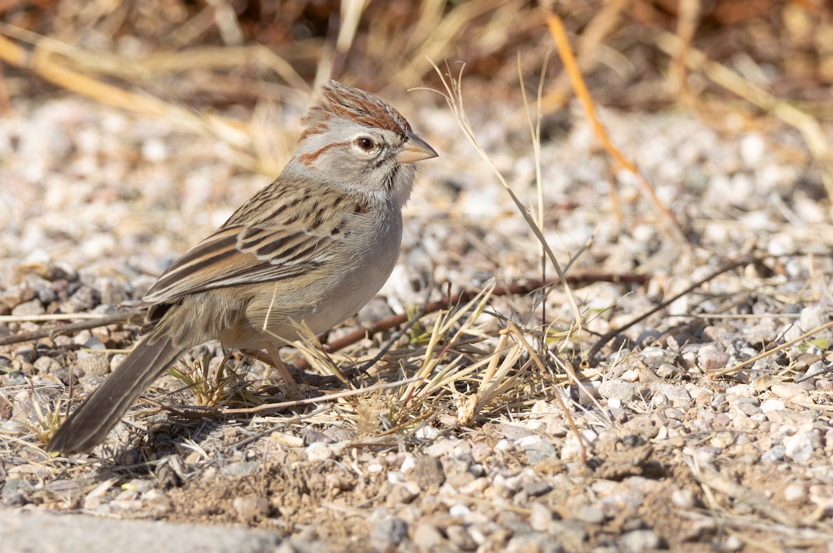 Rufous-winged Sparrow - ML612344839
