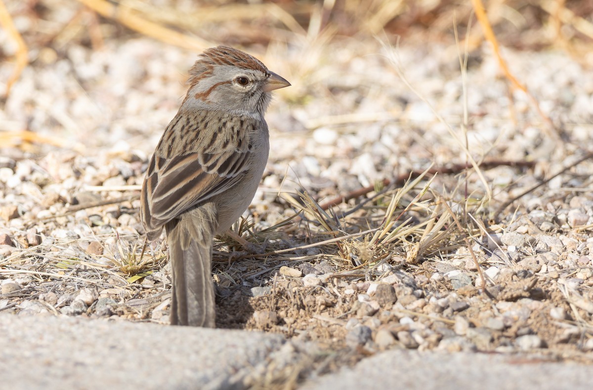 Rufous-winged Sparrow - ML612344842