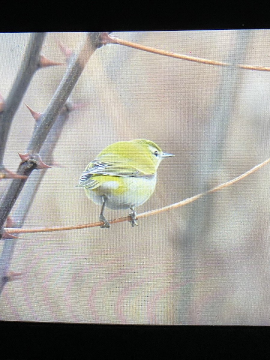 Tennessee Warbler - Scott Peterson