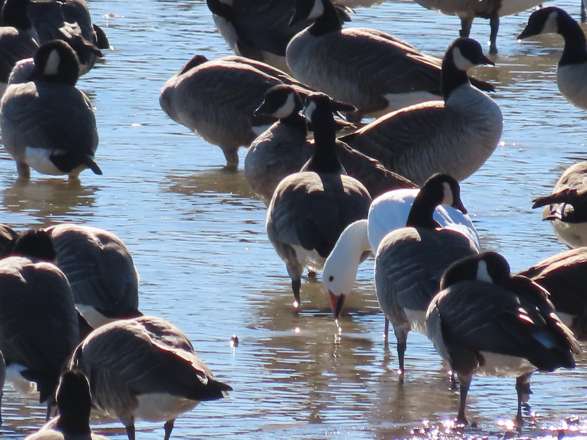 Snow Goose - ML612344906