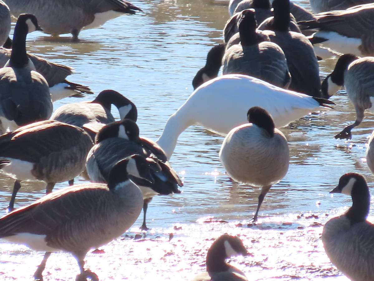 Snow Goose - ML612344907