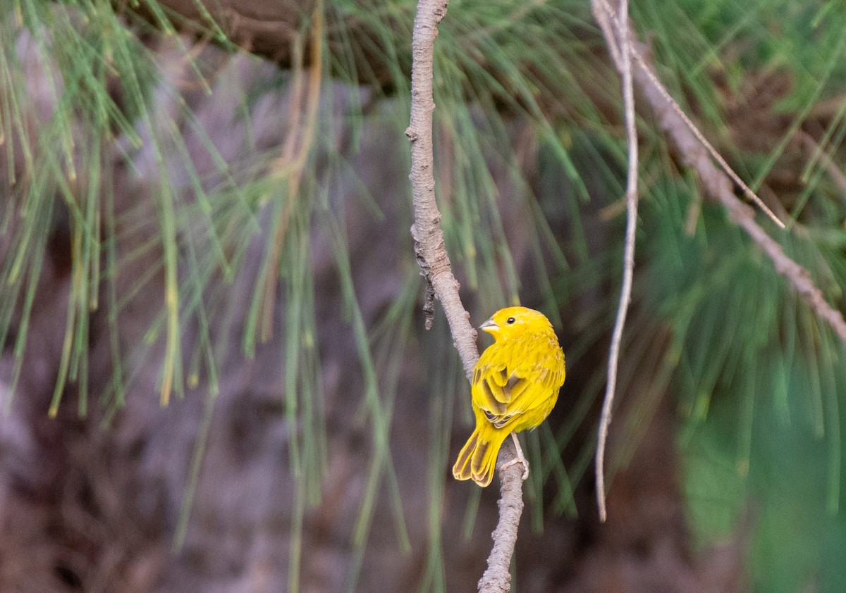 Saffron Finch - ML612344949