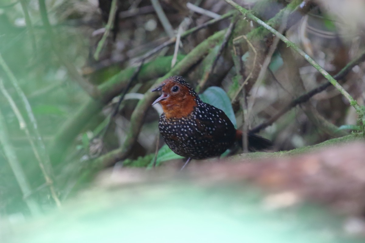 Ocellated Tapaculo - ML612344961