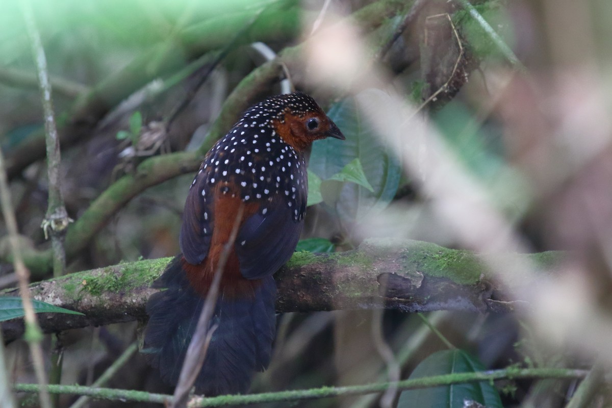 Ocellated Tapaculo - ML612344963