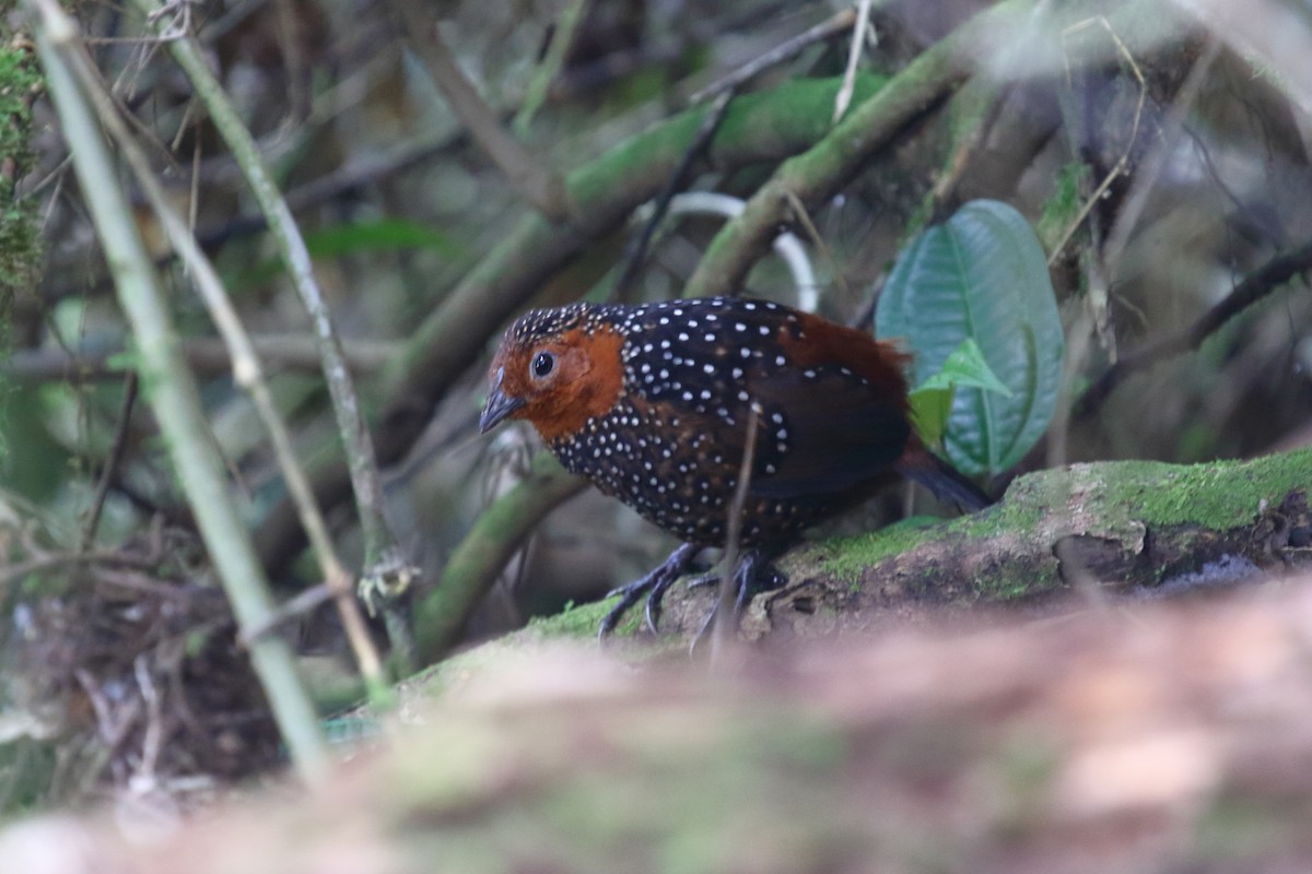 Ocellated Tapaculo - ML612344964