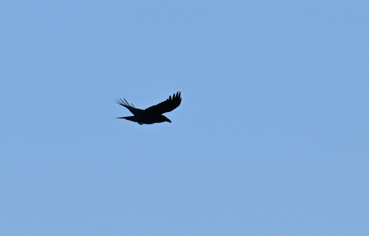 Common Raven - ML612345023