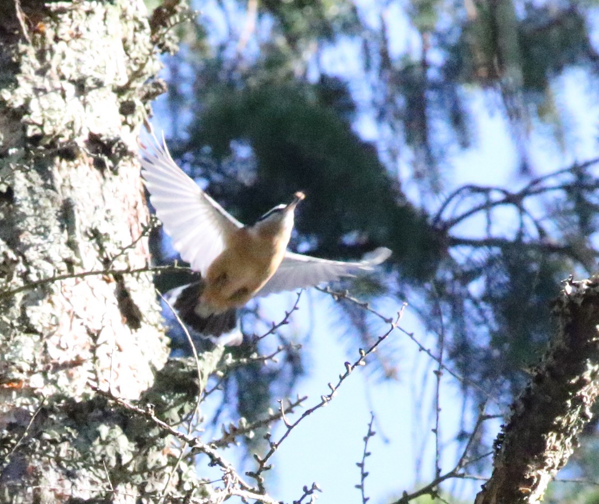 Red-breasted Nuthatch - ML612345056
