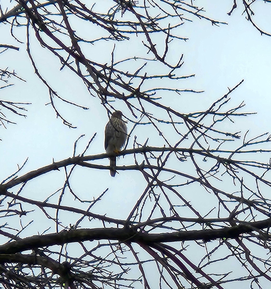 Cooper's Hawk - Terry Ansel