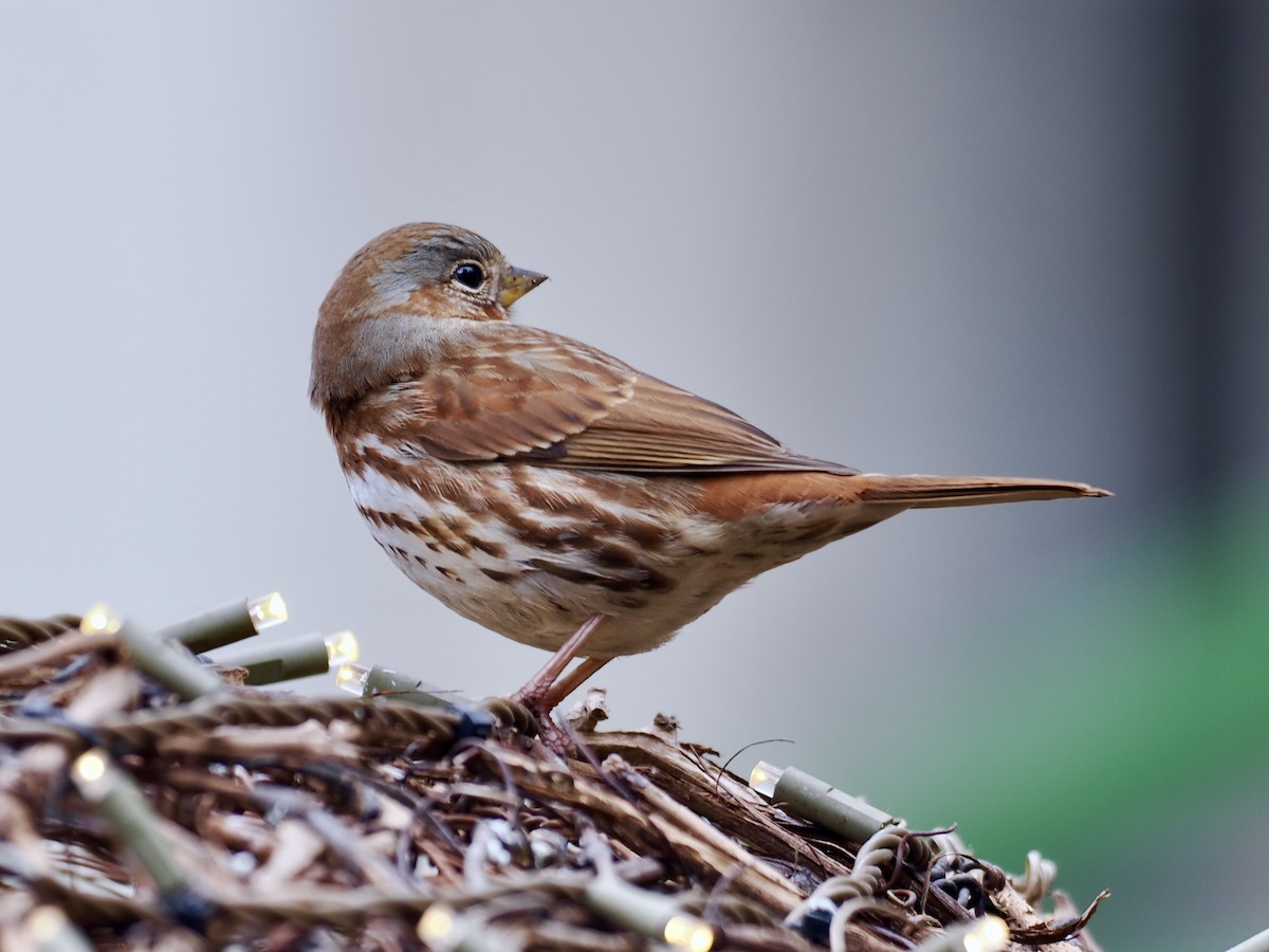 Fox Sparrow (Red) - ML612345091