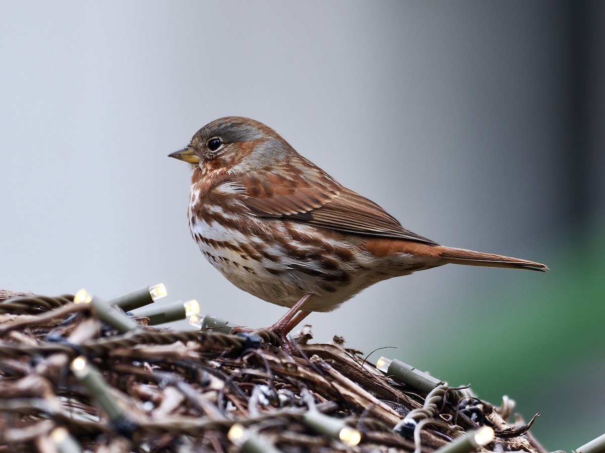 Fox Sparrow (Red) - ML612345092