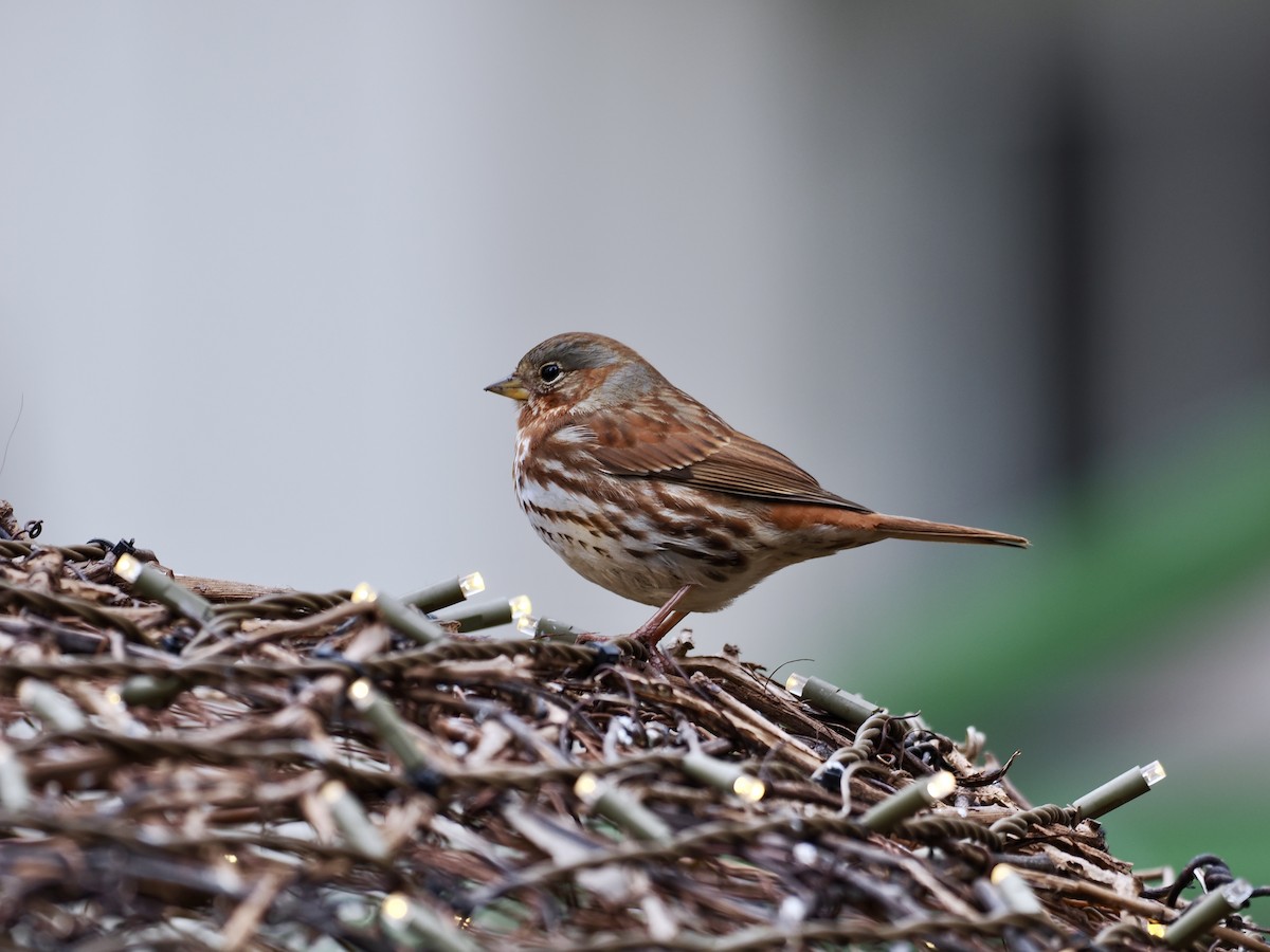 Fox Sparrow (Red) - ML612345093