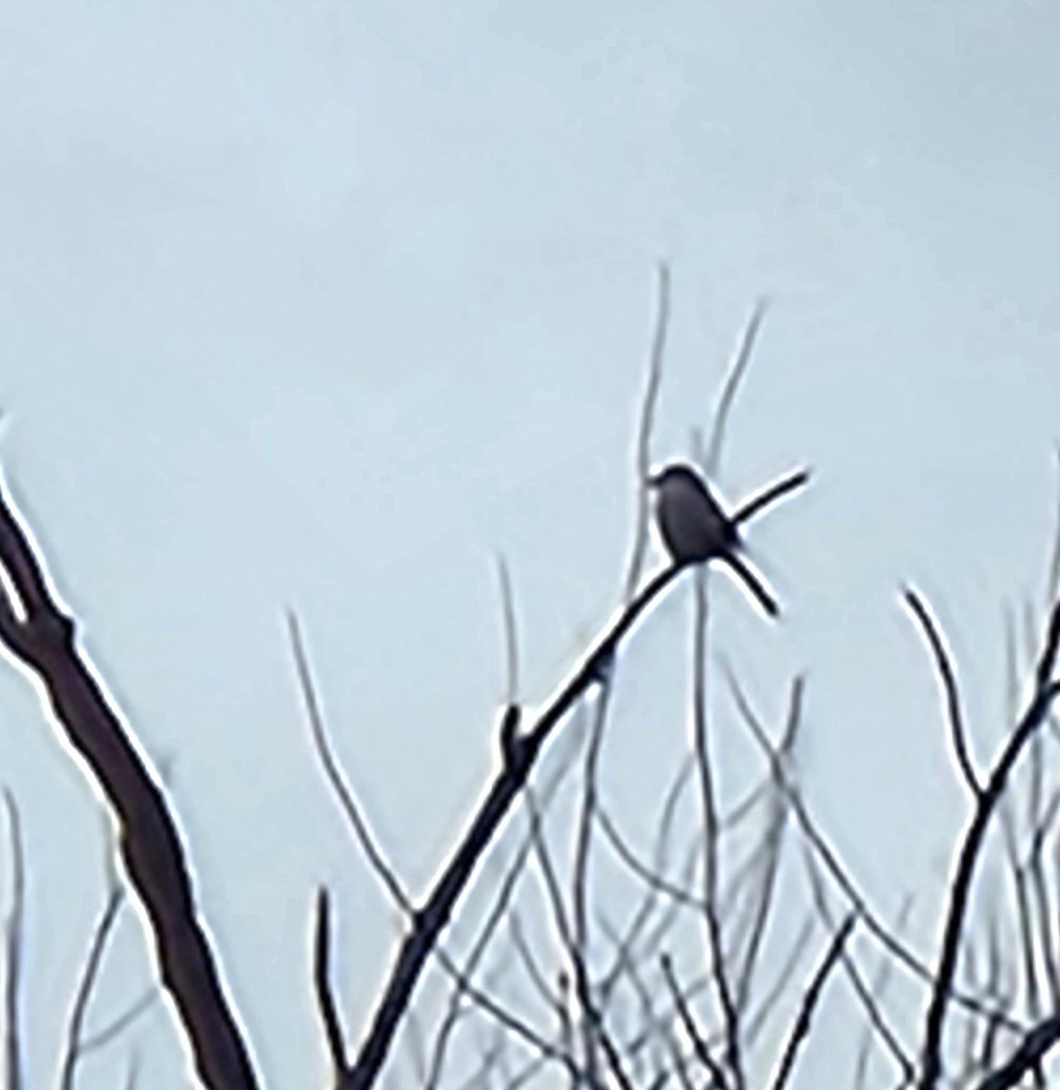 Northern Shrike - Terry Ansel