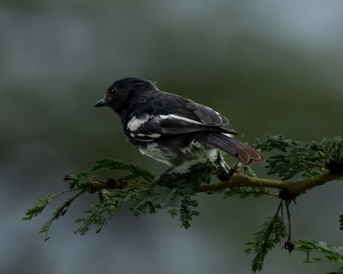 White-bellied Tit - Pete Myers