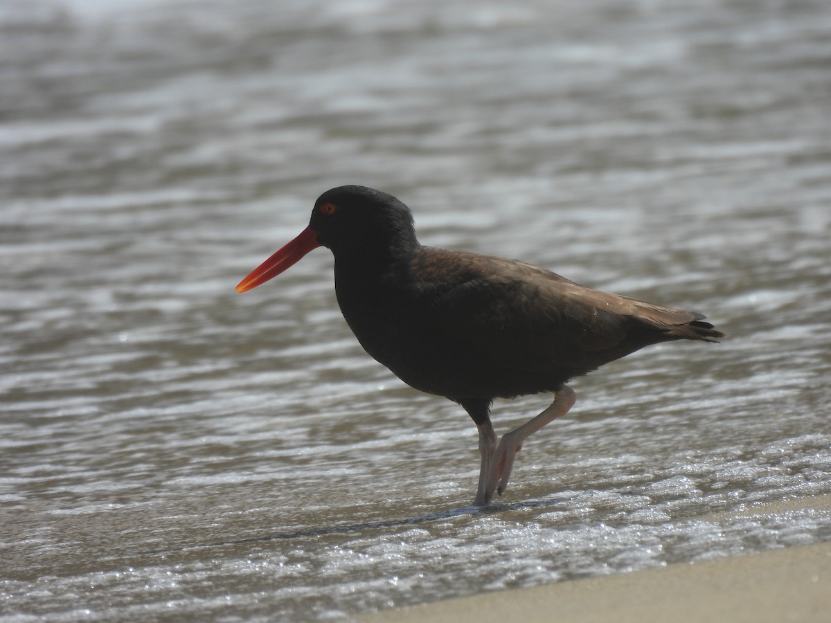 Blackish Oystercatcher - ML612345260