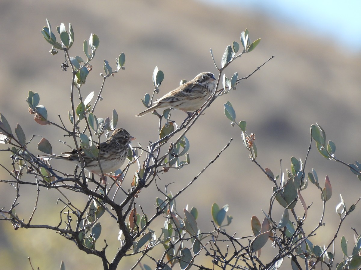 Vesper Sparrow - ML612345267