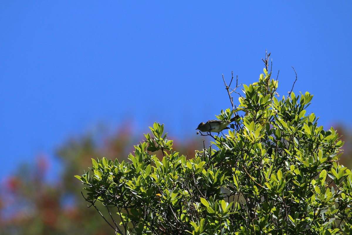 White-crested Elaenia - ML612345333