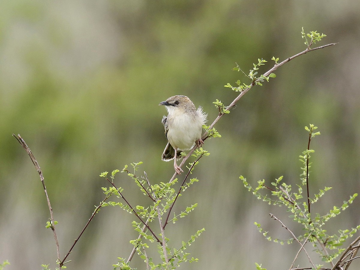 Pectoral-patch Cisticola - Carlos Gutierrez-Expósito