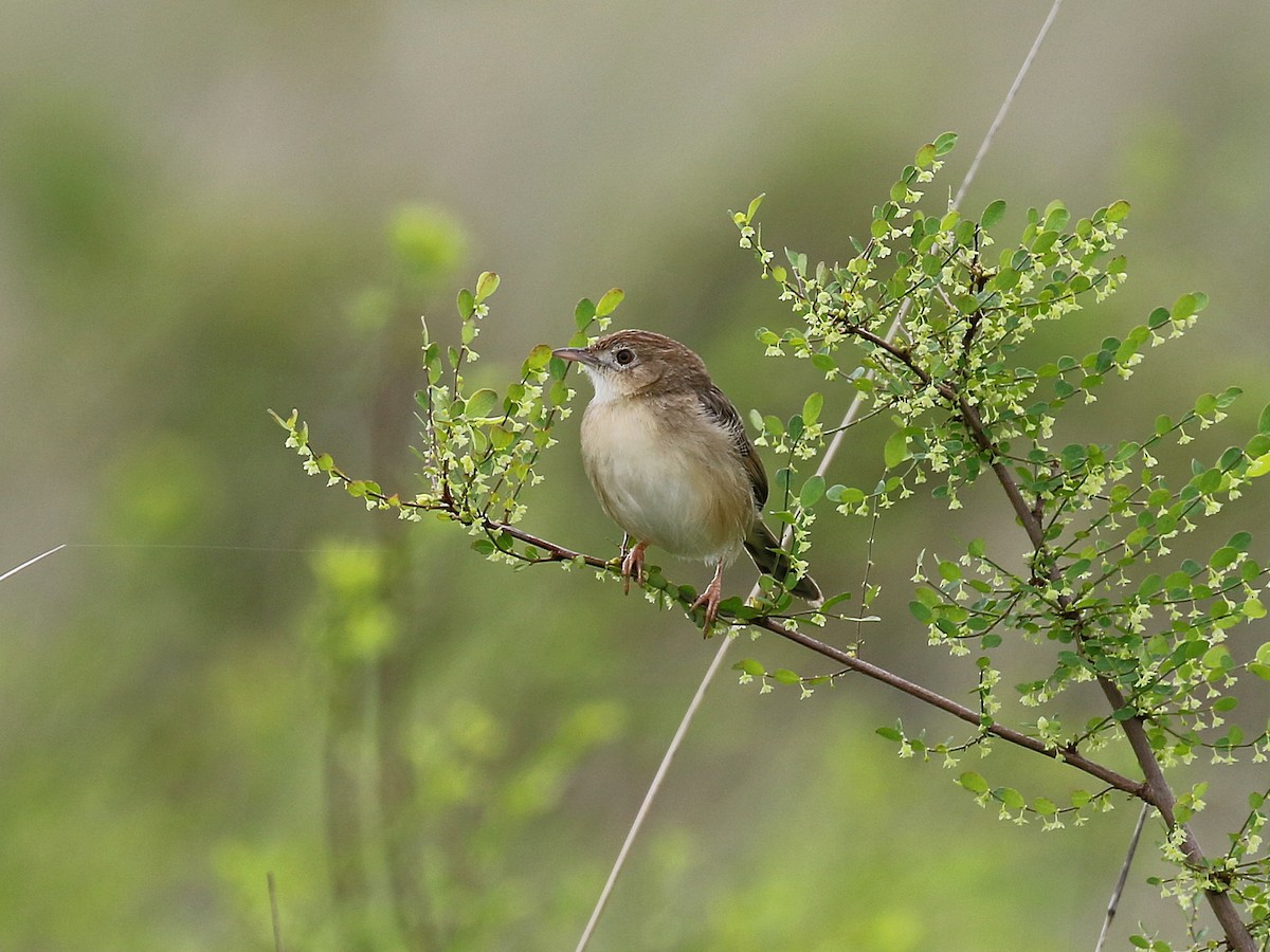 Pectoral-patch Cisticola - Carlos Gutierrez-Expósito