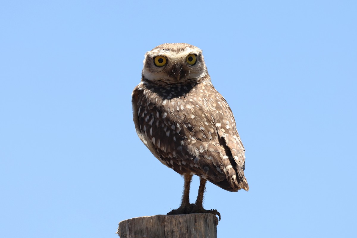 Burrowing Owl (grallaria) - ML612345395