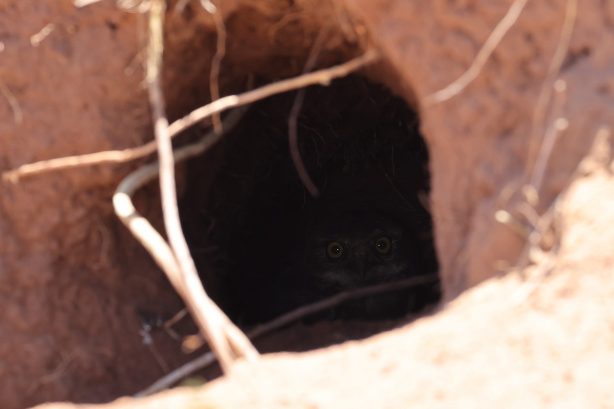 Burrowing Owl (grallaria) - ML612345404