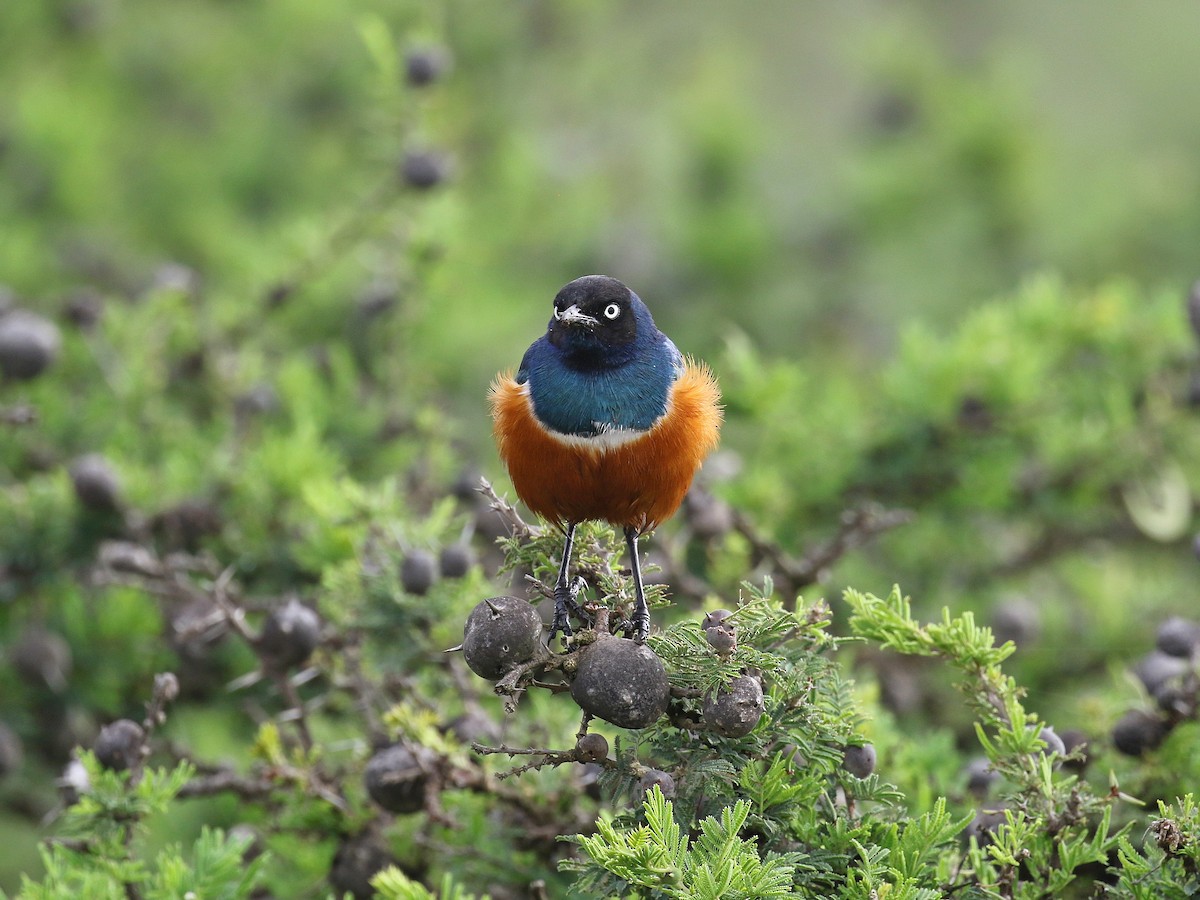 Superb Starling - ML612345428