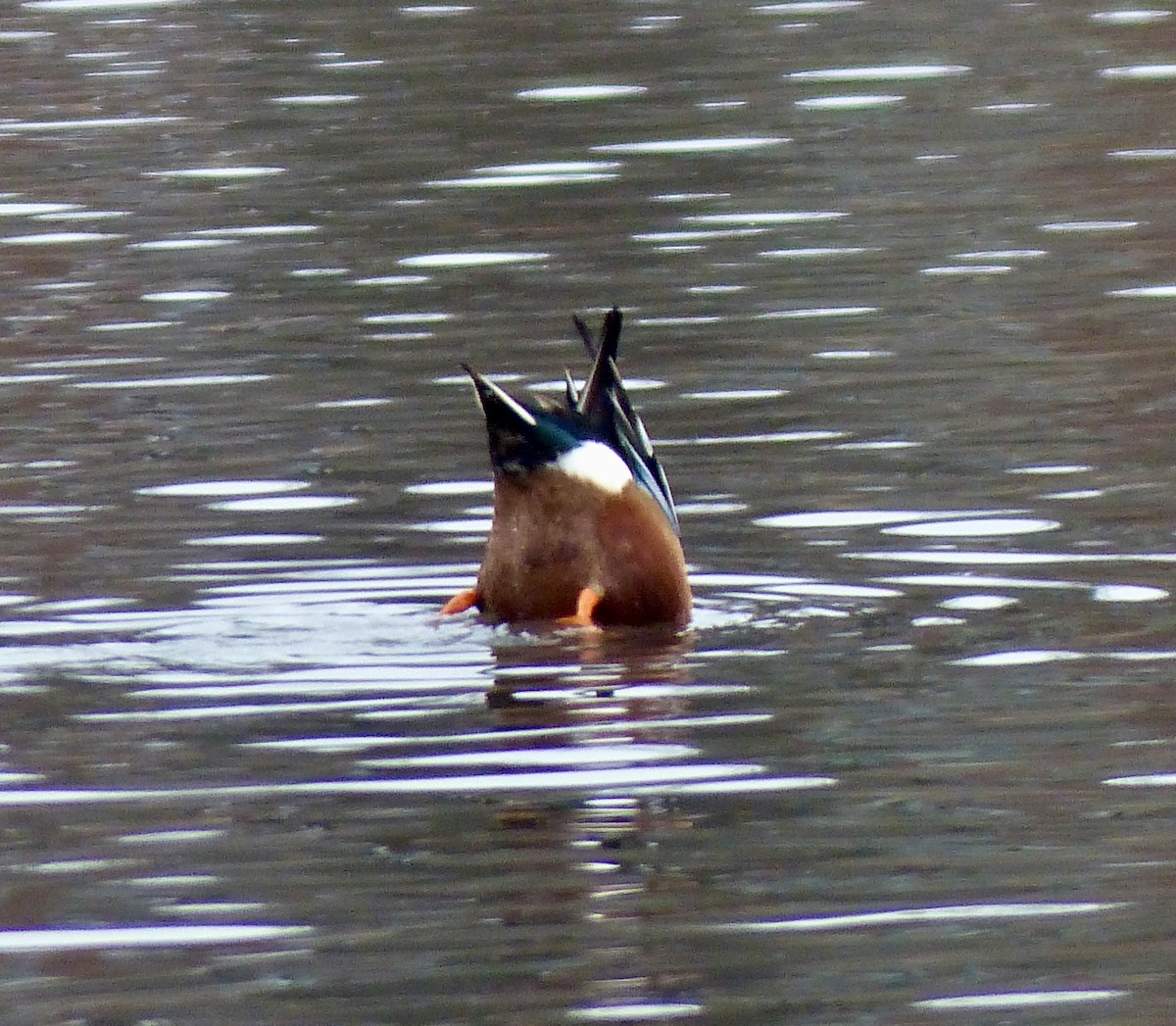 Northern Shoveler - ML612345434