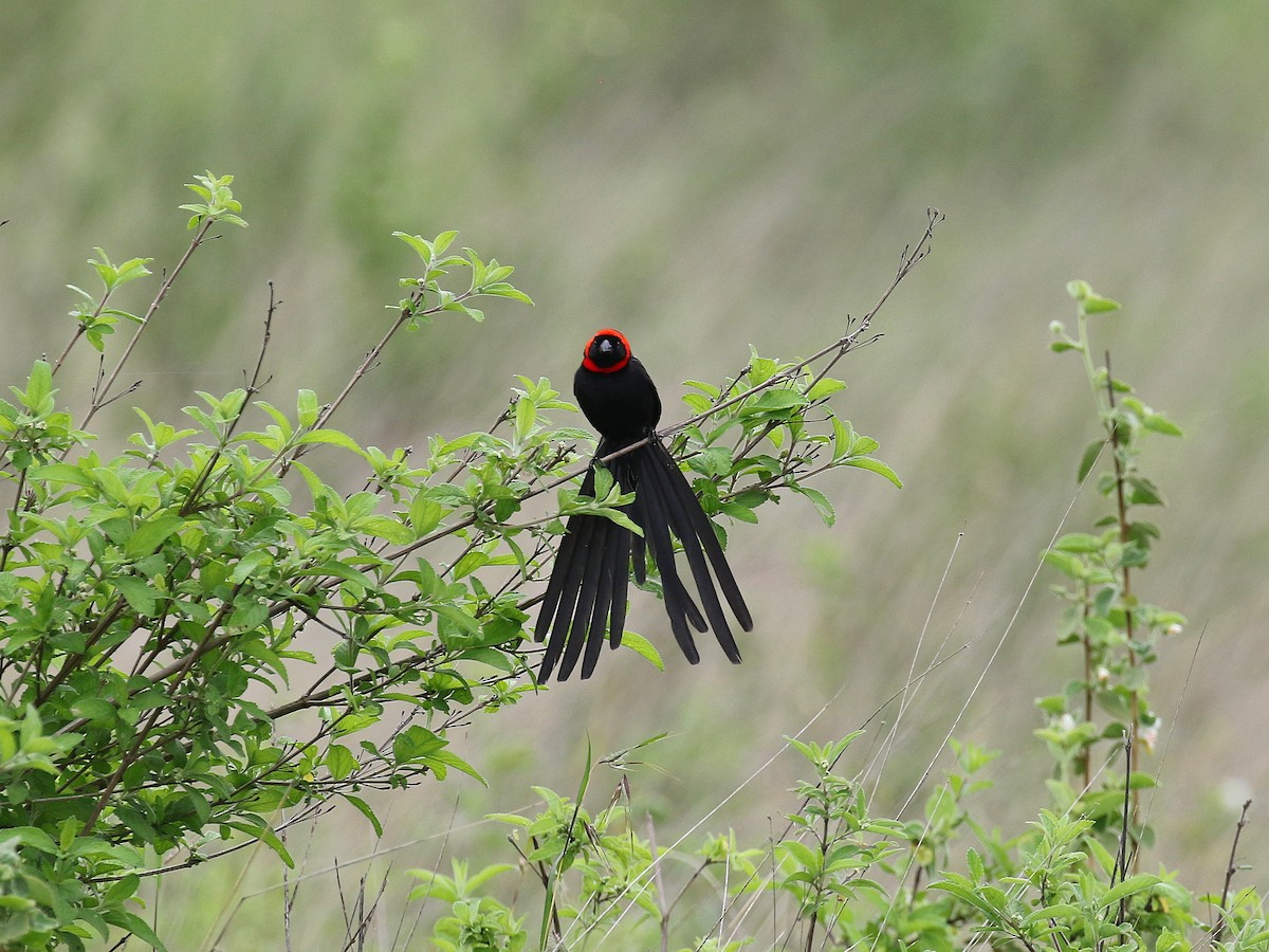 Red-cowled Widowbird - ML612345461