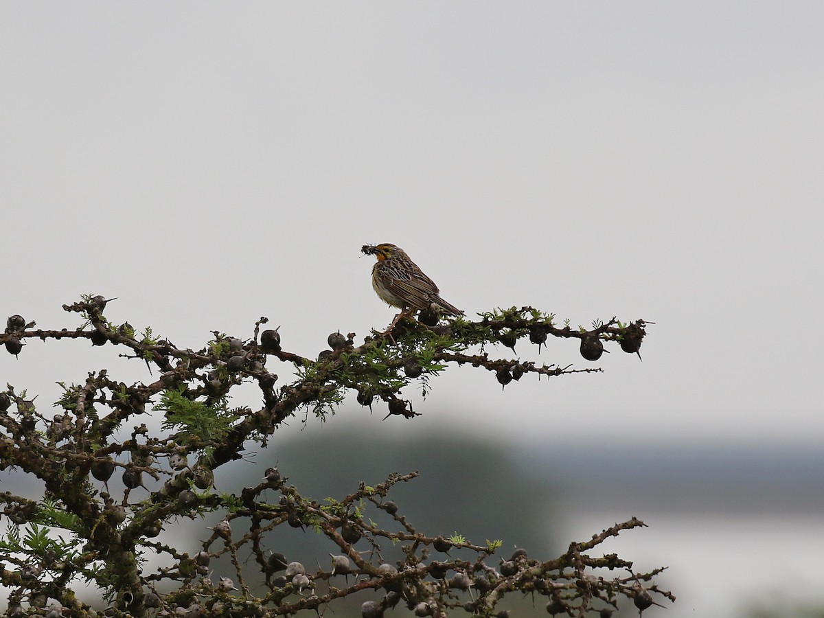 Yellow-throated Longclaw - ML612345477